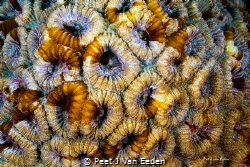Building blocks of the ocean- False Honeycomb coral (Favi... by Peet J Van Eeden 